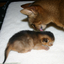 Swift Abyssinians